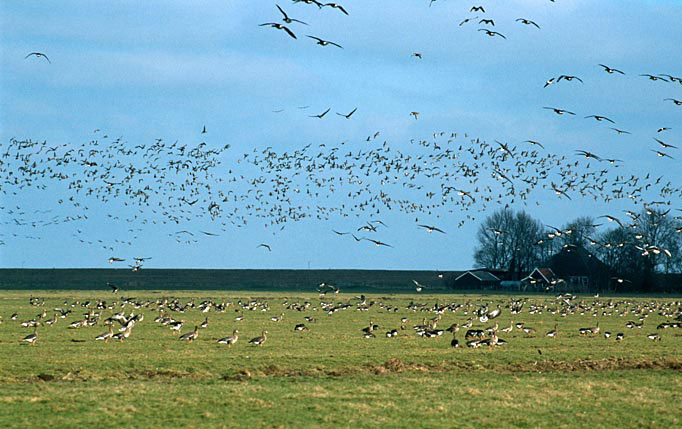 Word lid van KNNV Hoorn / West-Friesland