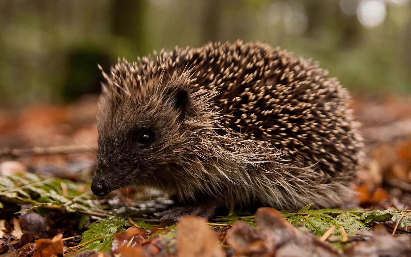 Zoogdierenwerkgroep