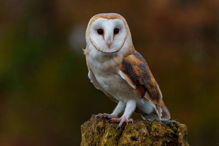 Zoogdierenwerkgroep