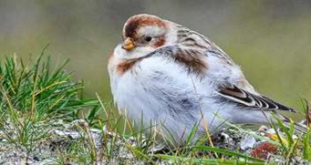 Vogelwerkgroep