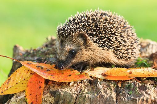 Binnenbijeenkomst zoogdierwerkgroep 17 dec.