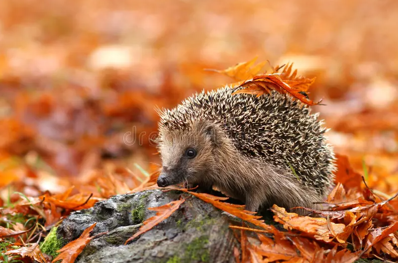 Binnenbijeenkomst zoogdierenwerkgroep