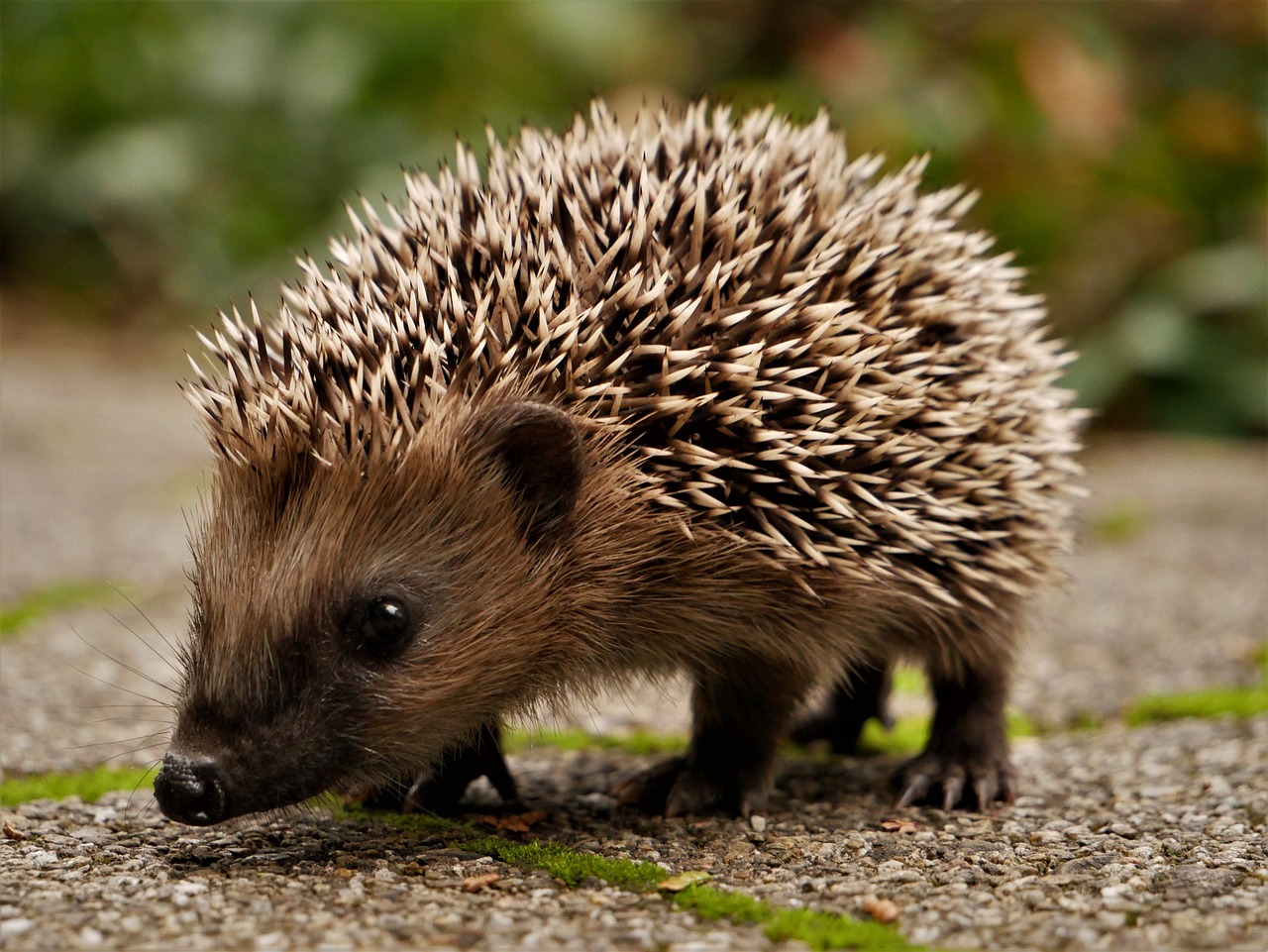 Binnenbijeenkomsten zoogdierwerkgroep