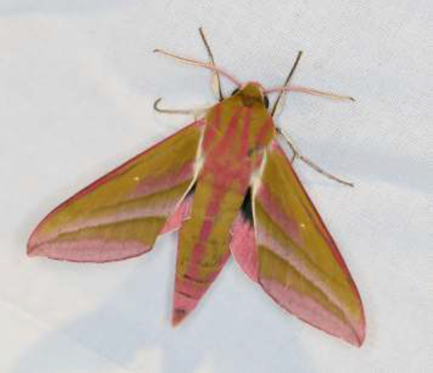 Bijeenkomst Insectenwerkgroep 16 nov.