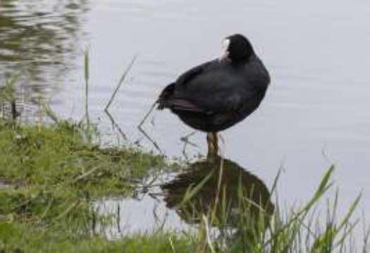 Bijeenkomst Vogelwerkgroep 10 dec.