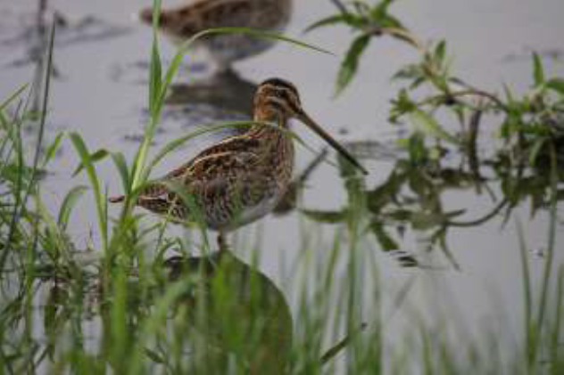 Bijeenkomst Vogelwerkgroep